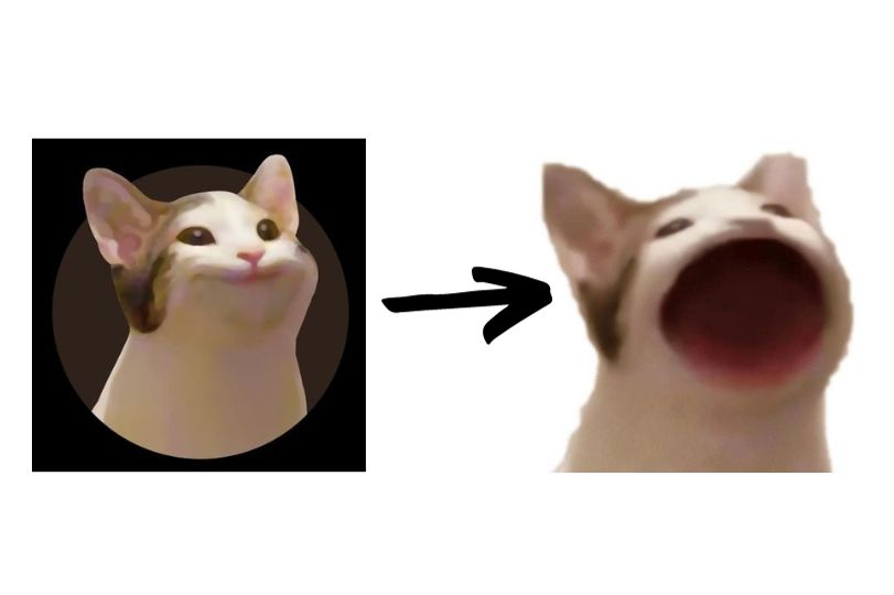 popcat oatmeal cat