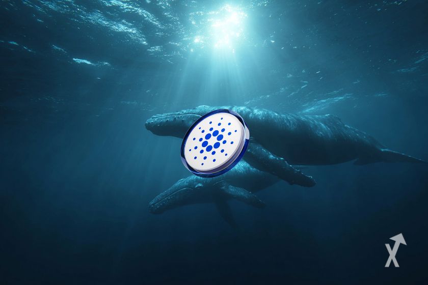 Deux baleines dans l'océan ensoleillé avec le token Cardano en premier plan